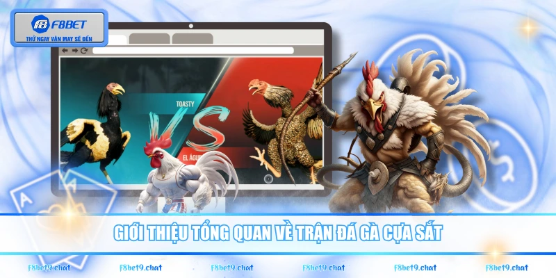 Giới thiệu tổng quan về trận đá gà cựa sắt