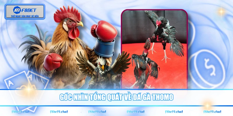 Góc nhìn tổng quát về đá gà Thomo