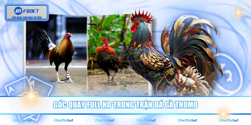 Góc quay Full HD trong trận đá gà Thomo