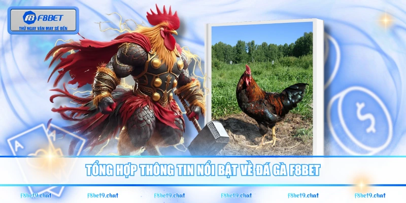 Tổng hợp thông tin nổi bật về đá gà F8BET